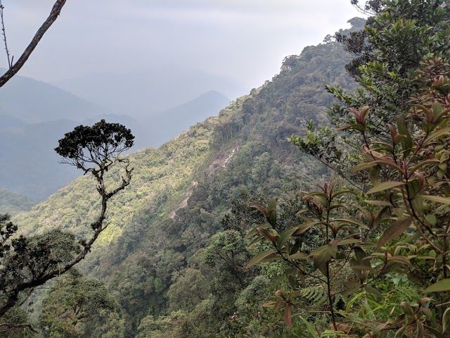 Gunung Brinchang Jungle Walk No. 1